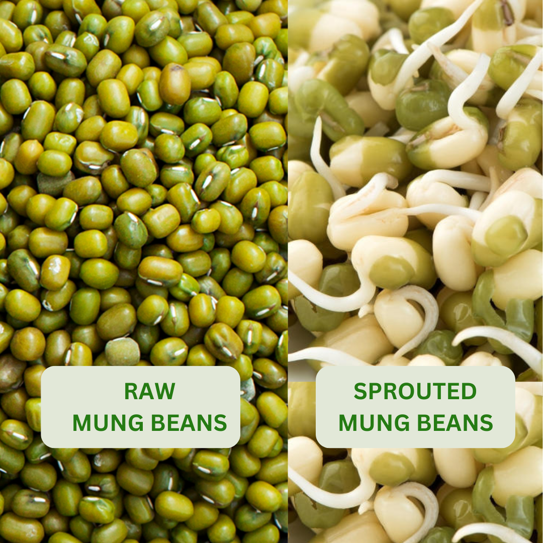 Comparison of raw mung beans and sprouted mung beans with labels.